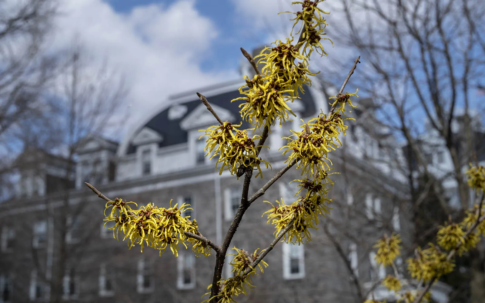 bloom in front of parrish