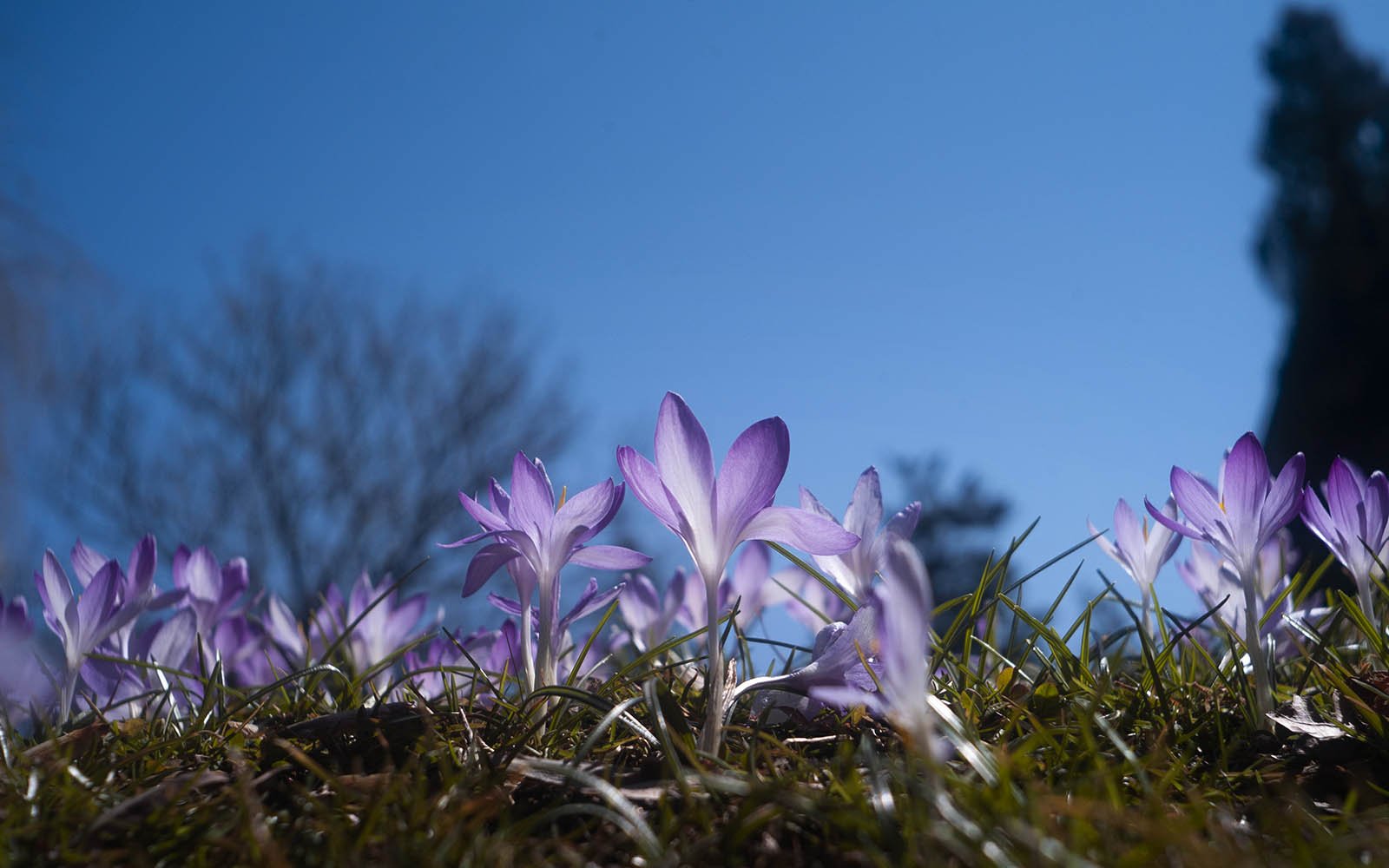 flowers blooming