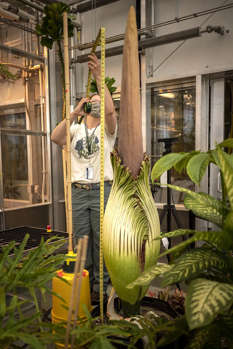 corpse flower