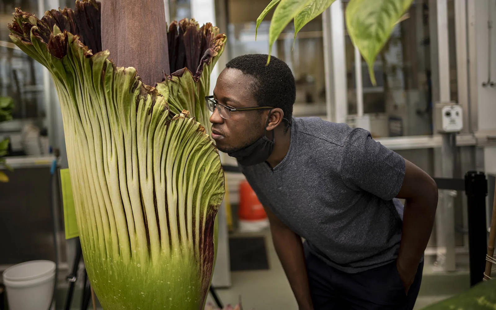 corpse flower
