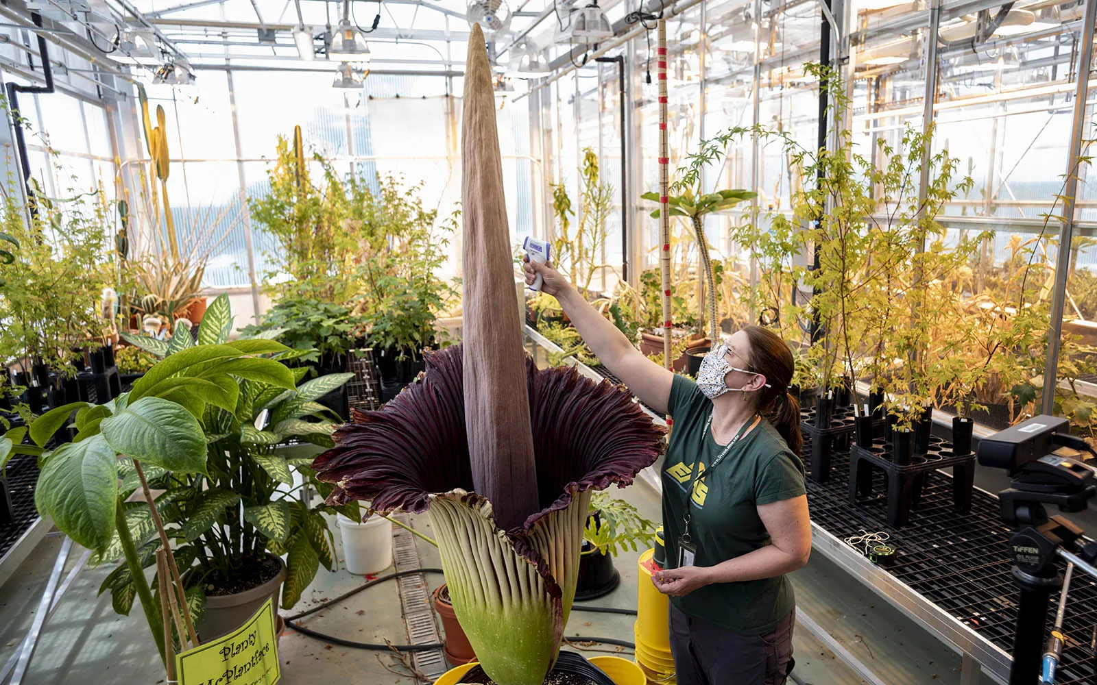 corpse flower