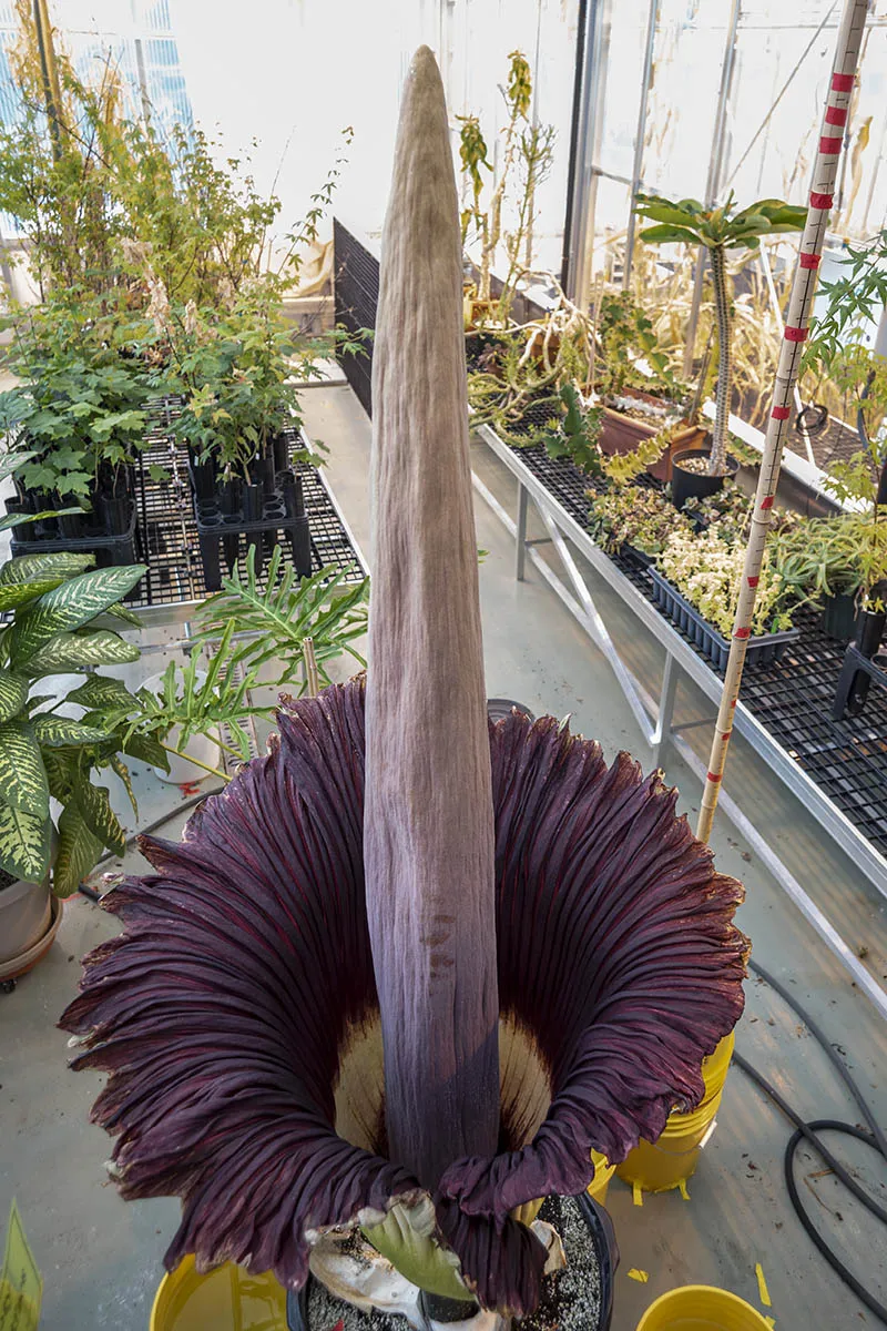 corpse flower