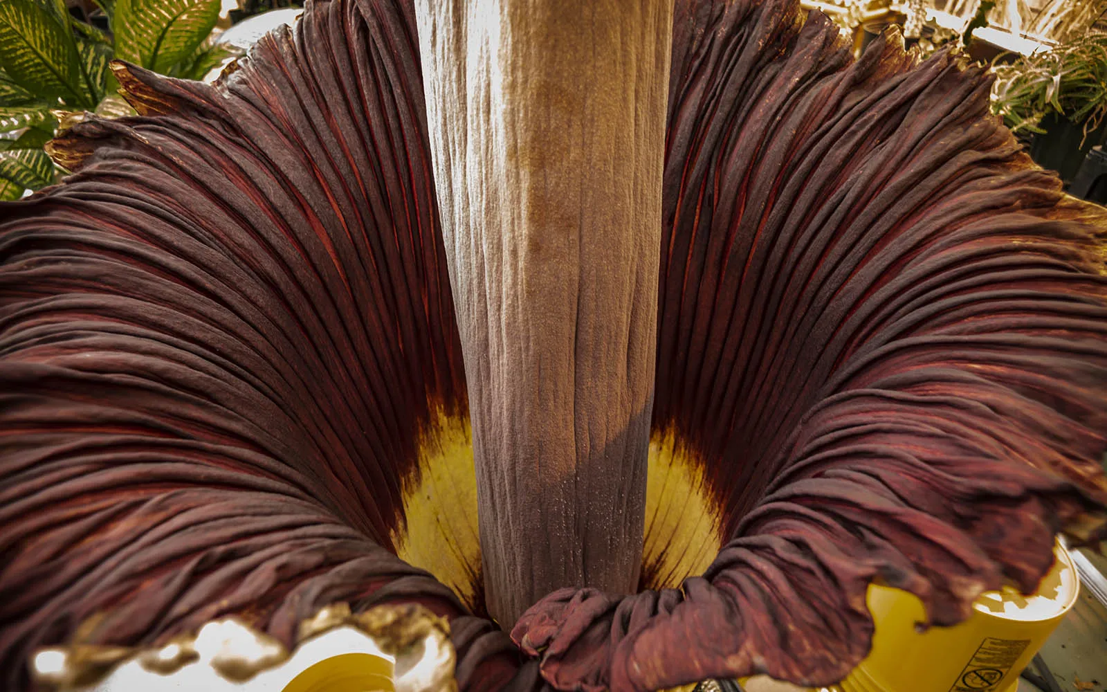 corpse flower