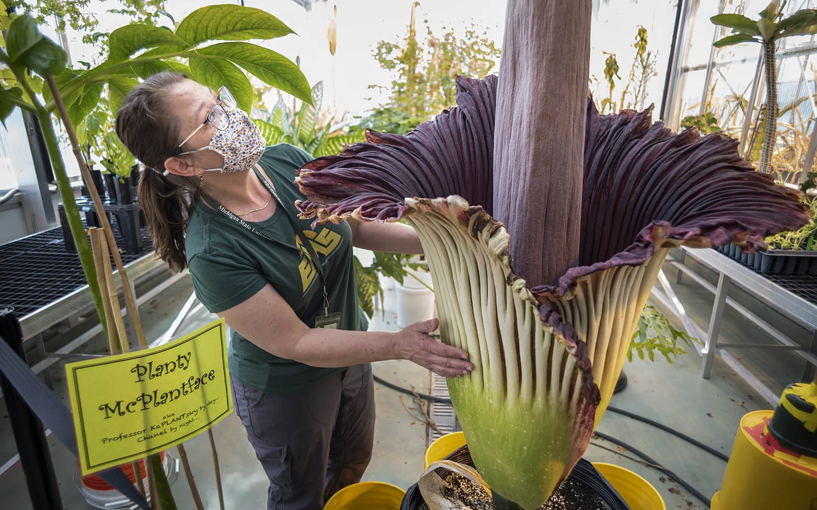 corpse flower