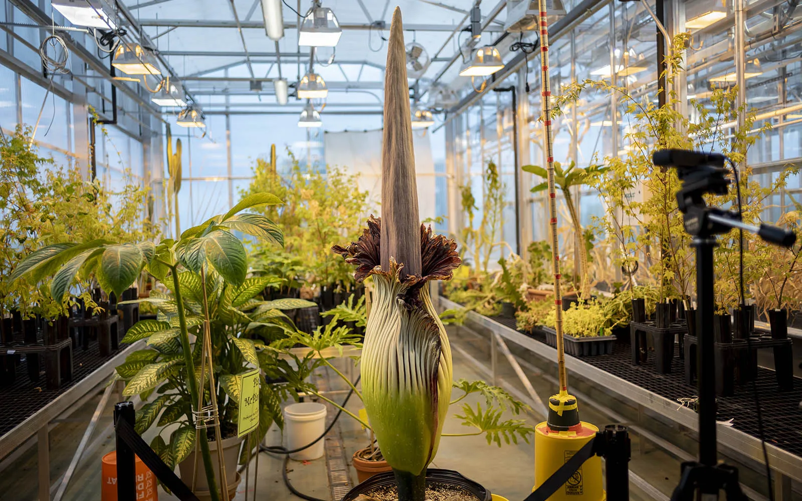 corpse flower