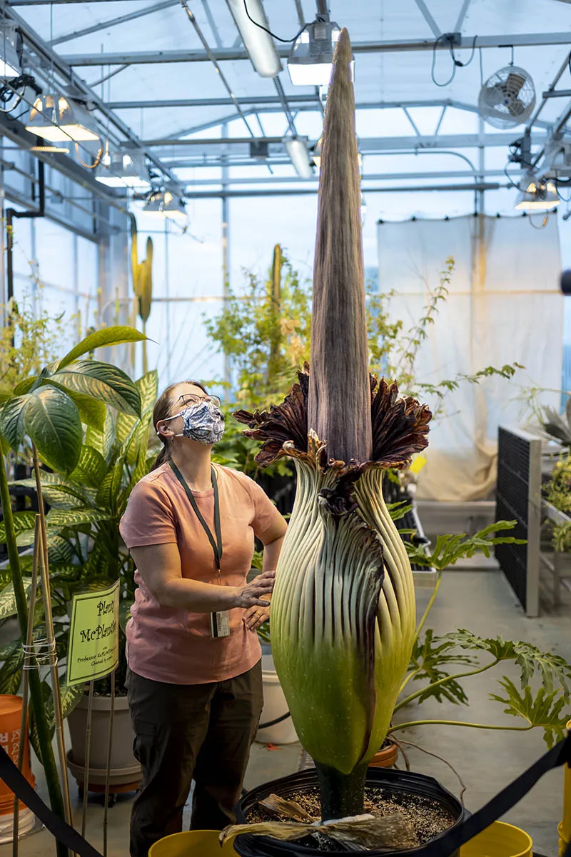 corpse flower