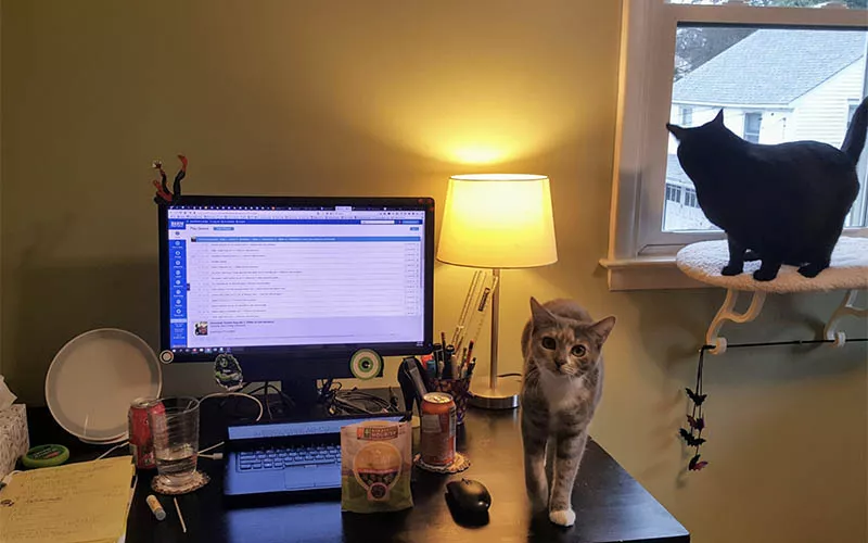 computer cats