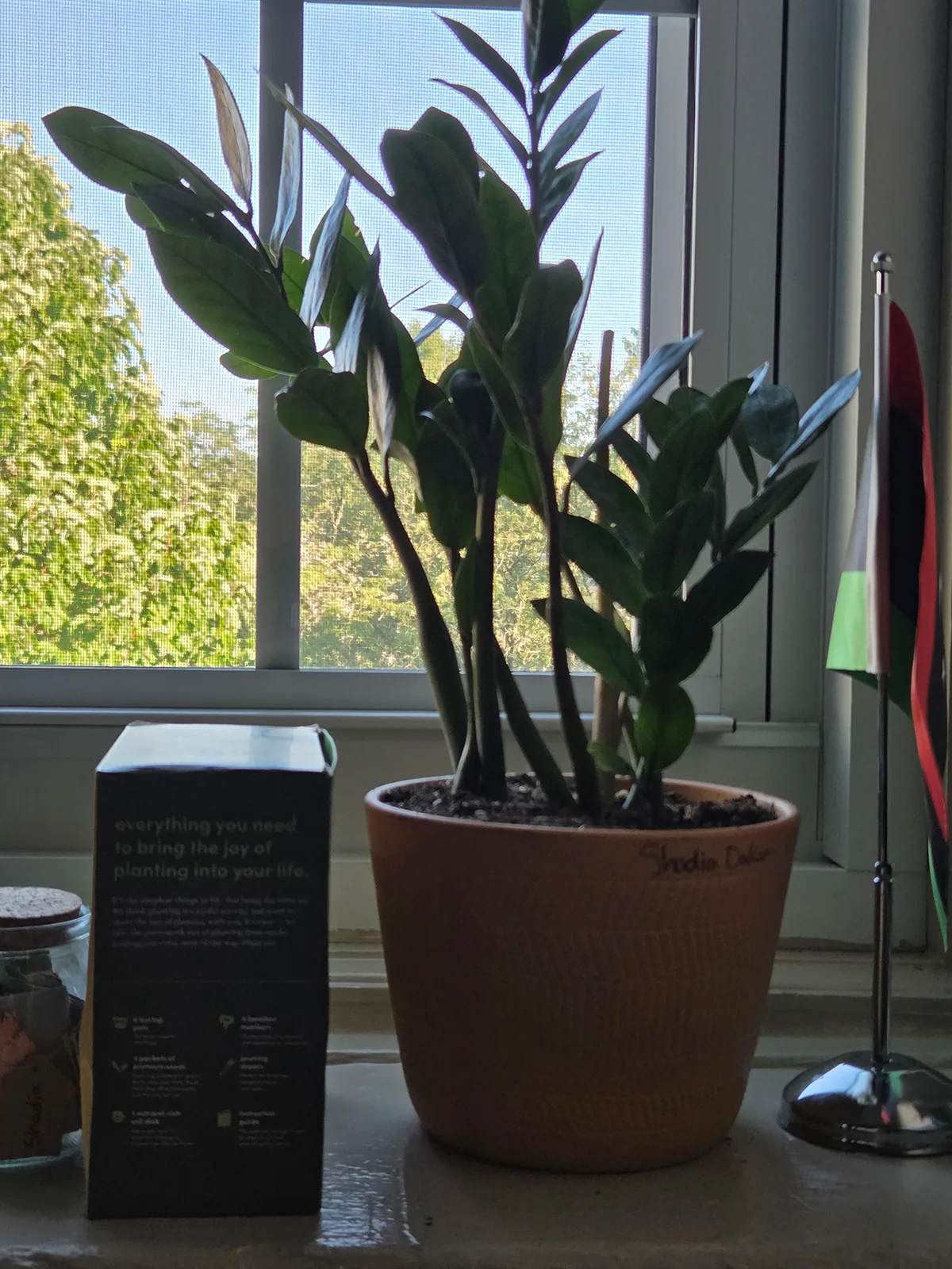Potted plant on table