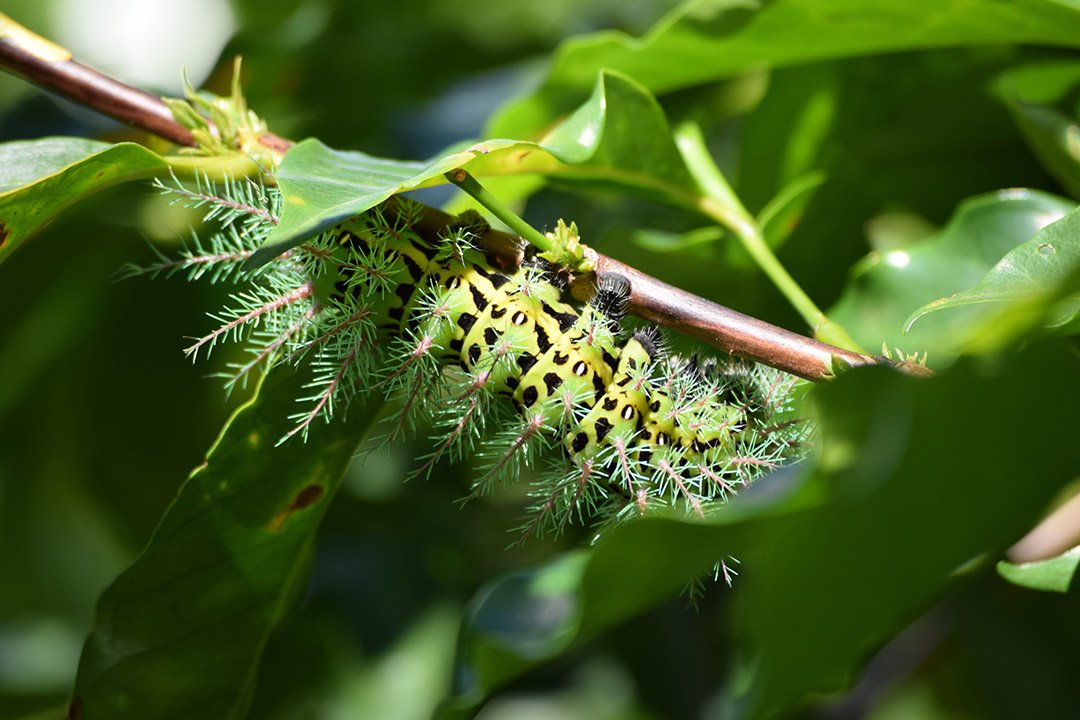 Stinging Silkmoth caterpillar (Automeris metzli) from a coffee plantation in Boquete, Panama