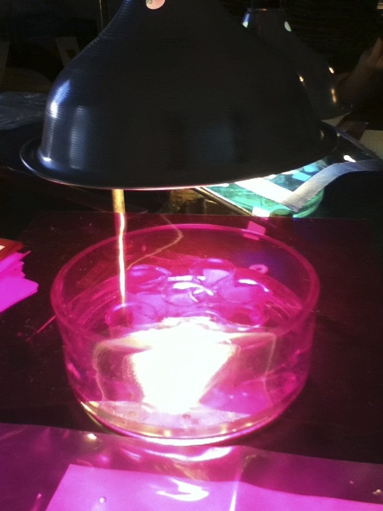 Six beakers of Ilex opaca (Holly) leaf disks in sodium bicarbonate solution under a purple light.