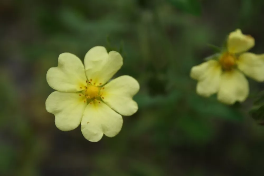 cinquefoil flower