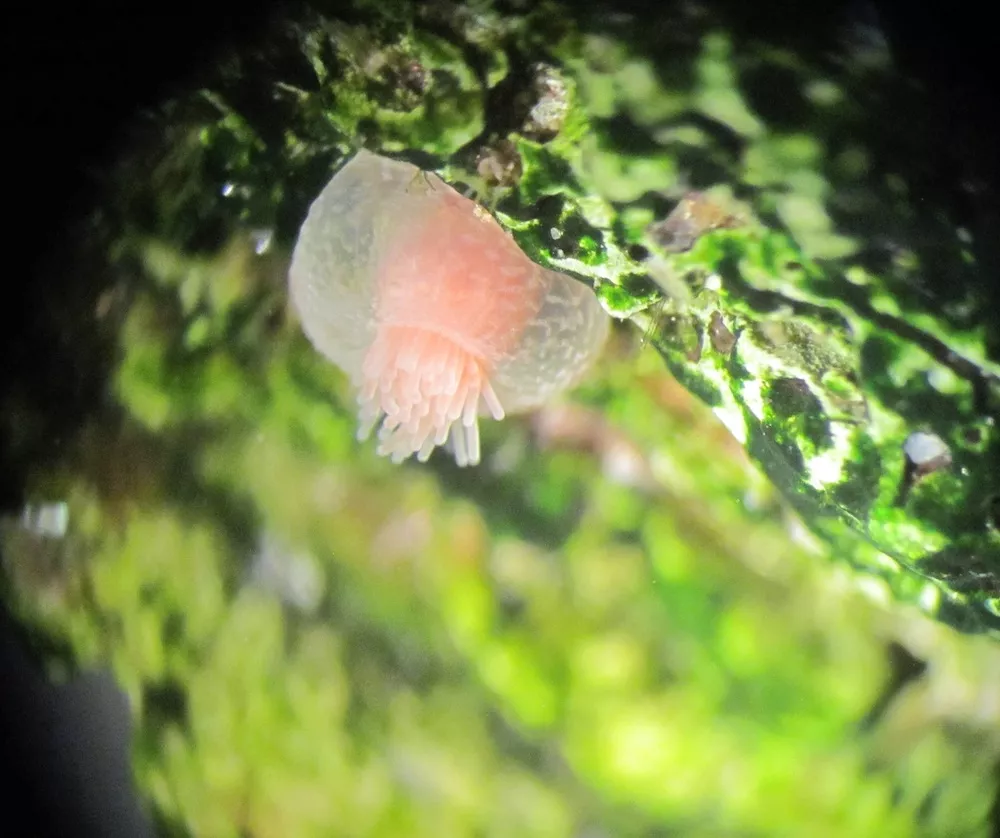 Anthozoan