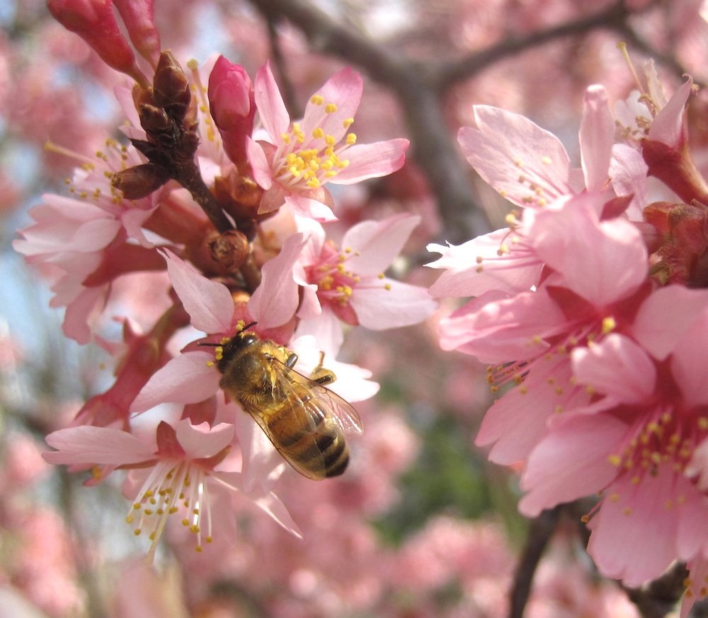 A honeybee pollinating cherry blossoms in the Arboretum Cherry Border