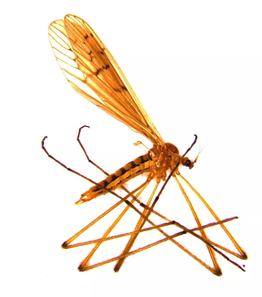 Crane flies