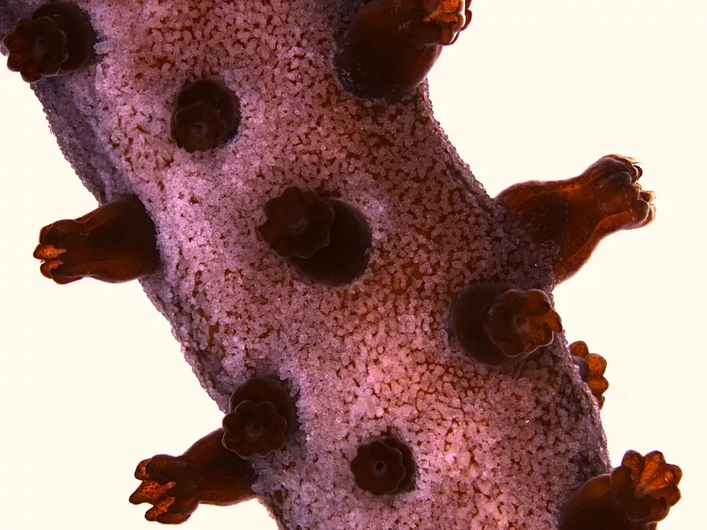 An octocoral of the genus Leptigorgia
