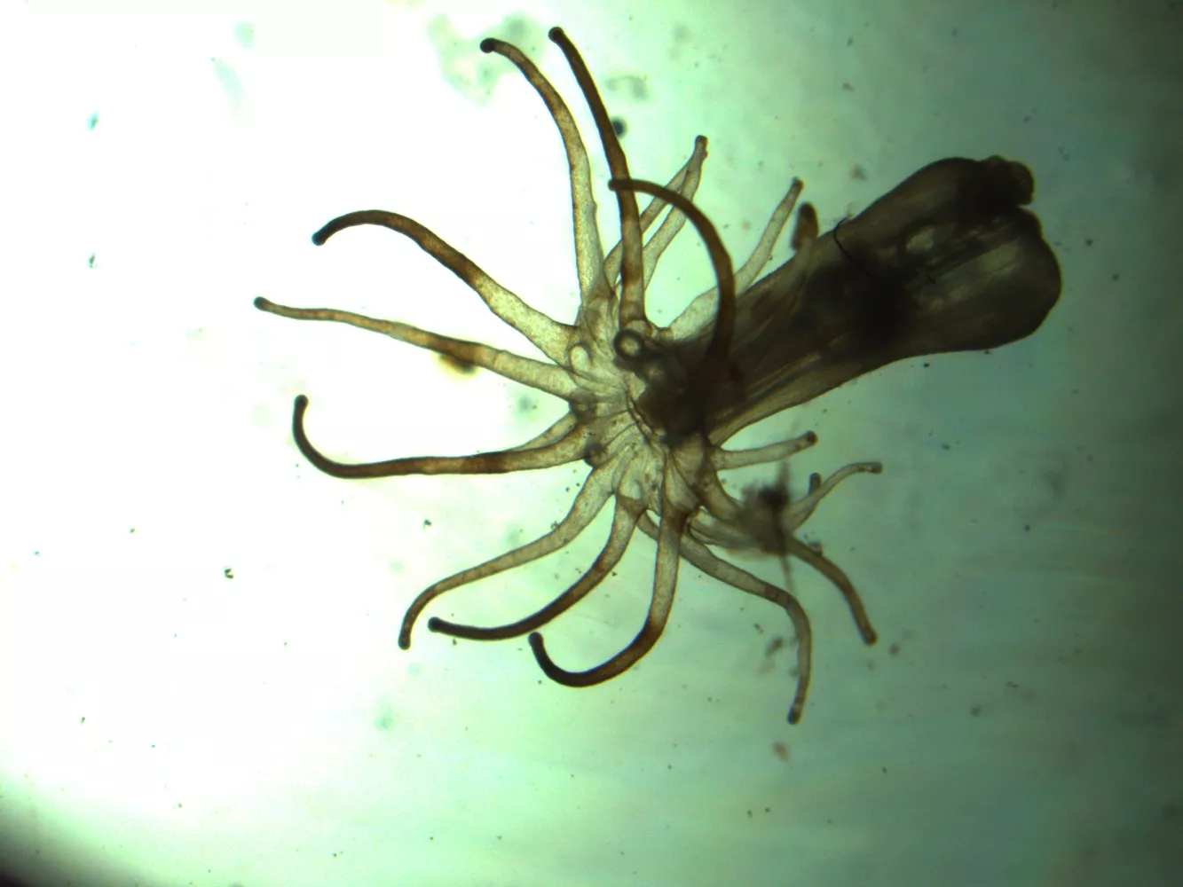 A specimen of aiptasia pallida
