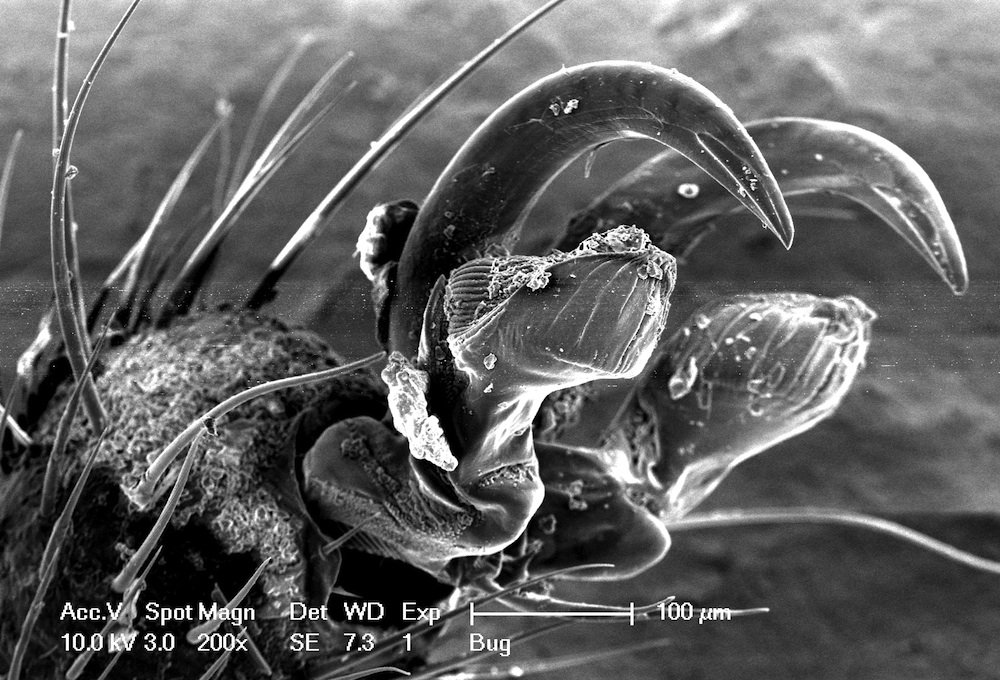 tarsal claw at the tip of a Stink bug’s foot