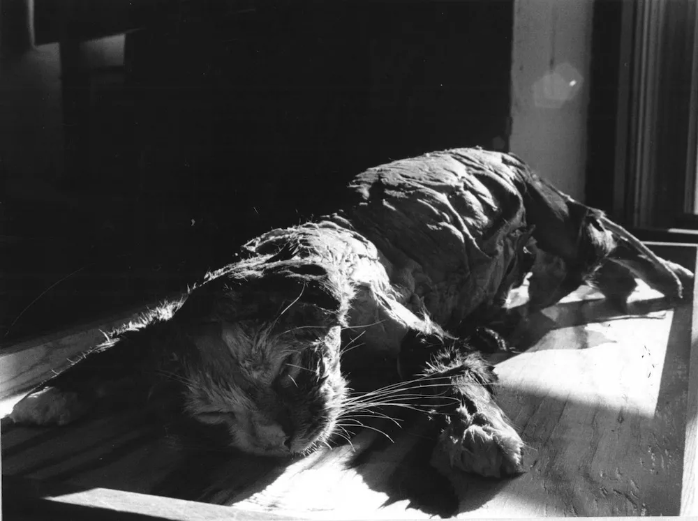 This cat was pregnant and being looked at anatomically for my Comparative Vertebrate Anatomy course.