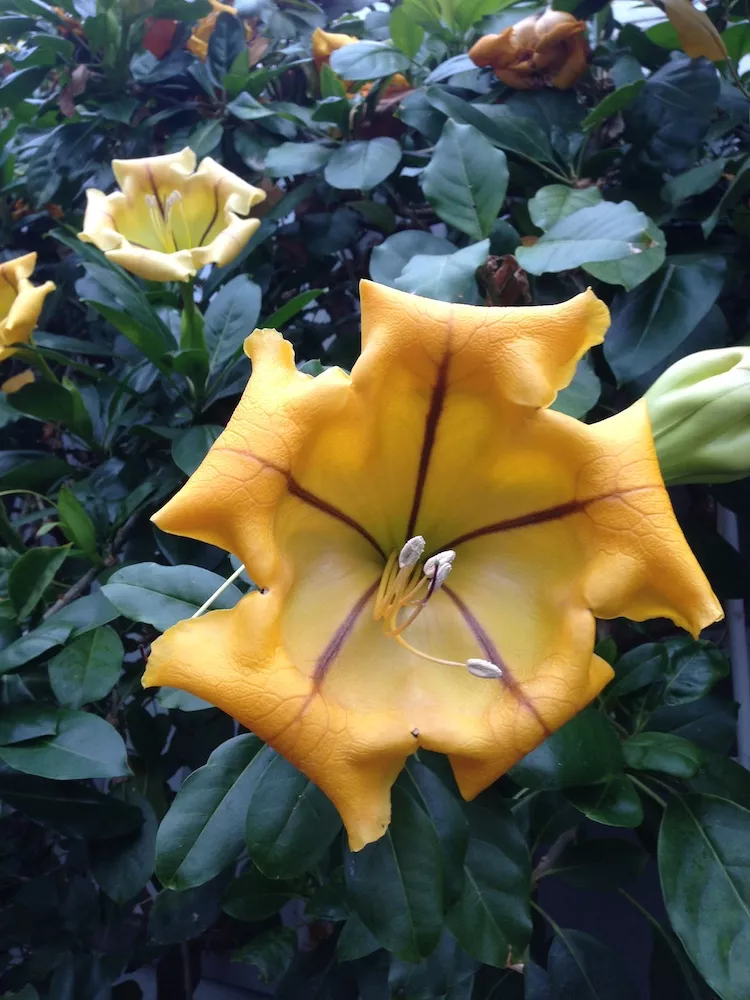 A flowering shrub