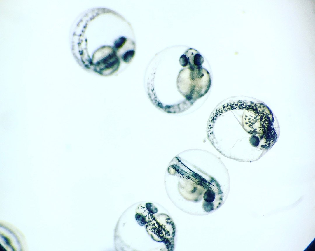 Zebrafish embryos in their chorions between 24 and 36 hours post fertilization