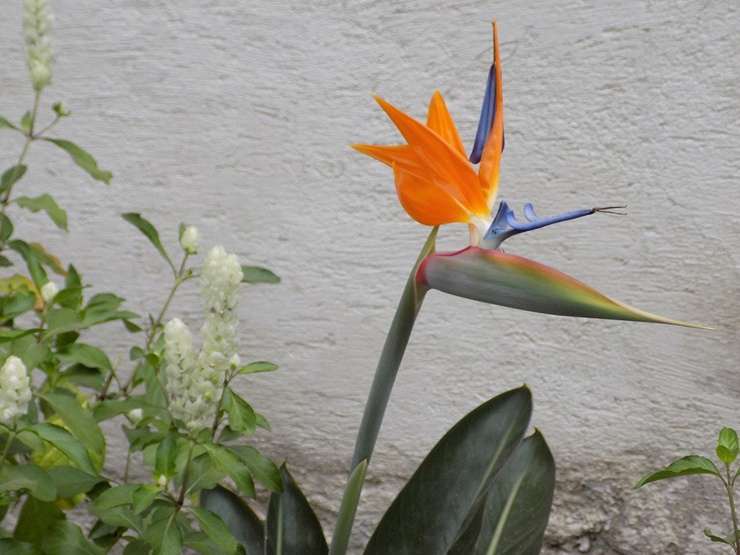 Strelitzia reginae, or the bird of paradise flower