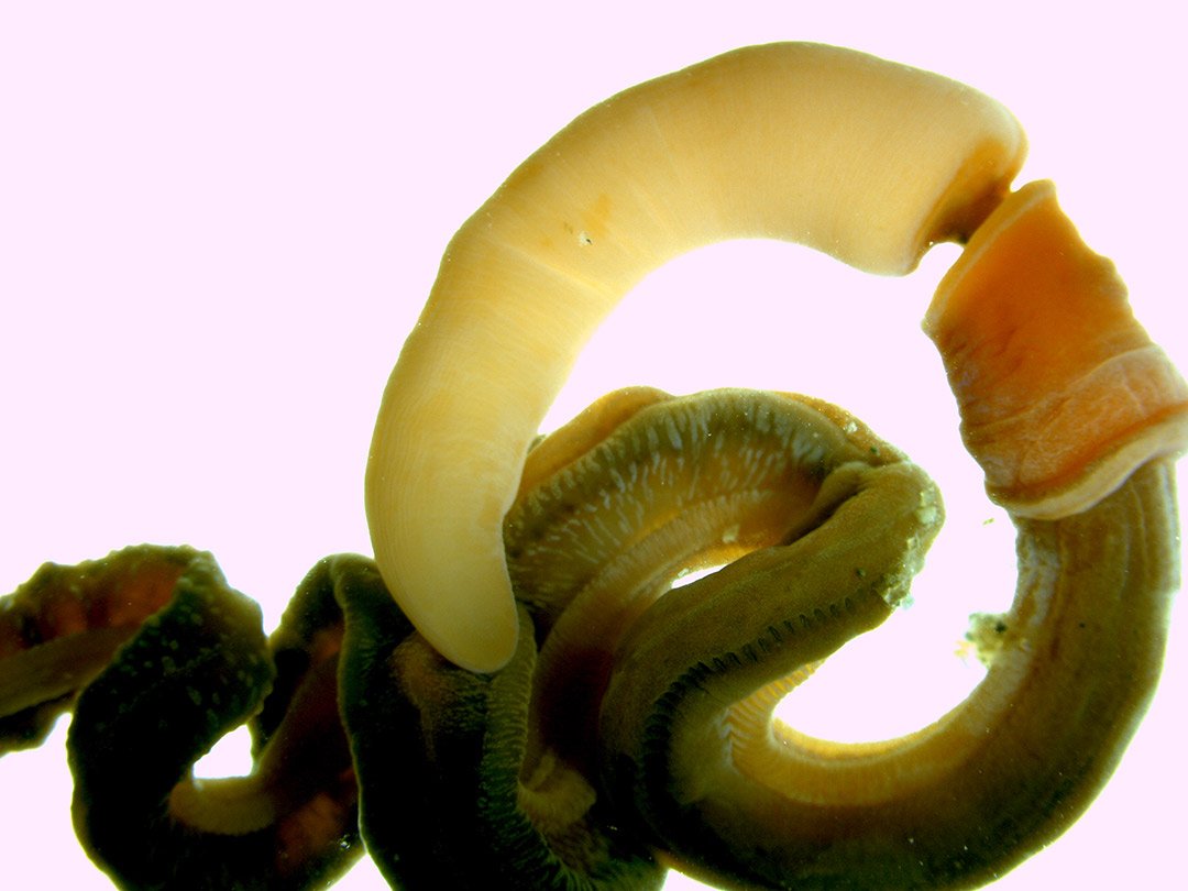 hemichordate Saccoglossus kowalevskii, commonly known as the acorn worm