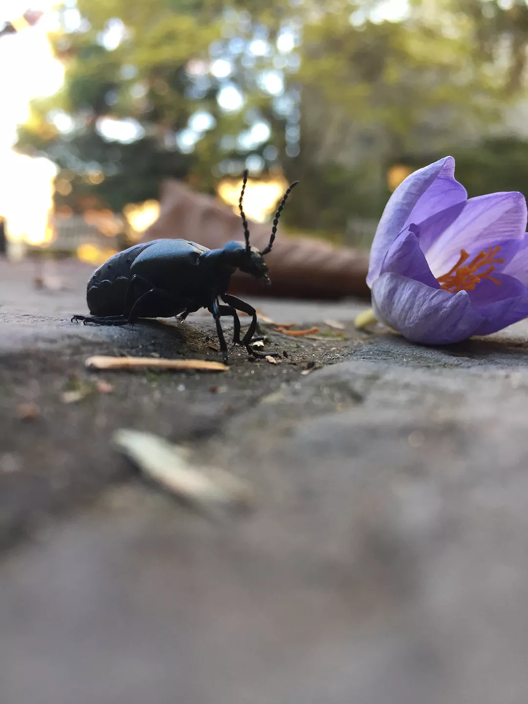 American Oil Beetle next to a crocus