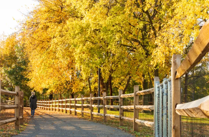 A person is seen from behind walking along a paved path lined with yellow leaf trees.