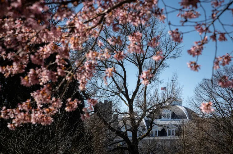 Cherry blossoms begin to bloom in front of Parrish Hall