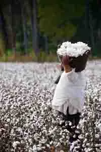 Michael W. Twitty harvesting cotton, one of the many things he harvests in support of his cooking and connecting with the past.