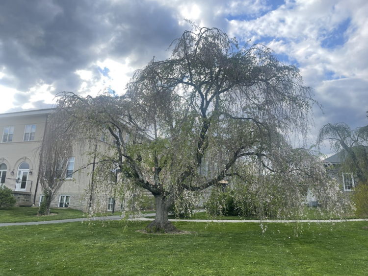 Weeping Cherry Tree on Swarthmore College campus