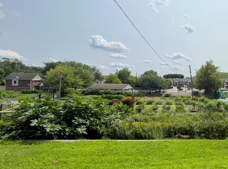 Ruth Bennett Community Farm in Chester, PA (Chester Community Fellowship placement. 