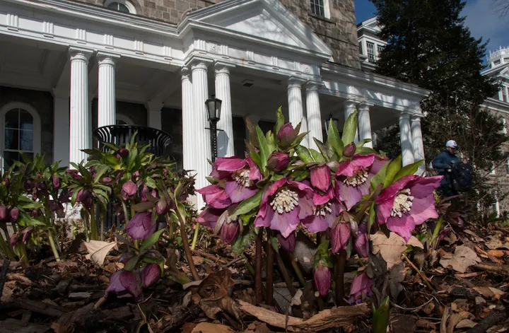 Spring flowers in front of Parrish Hall
