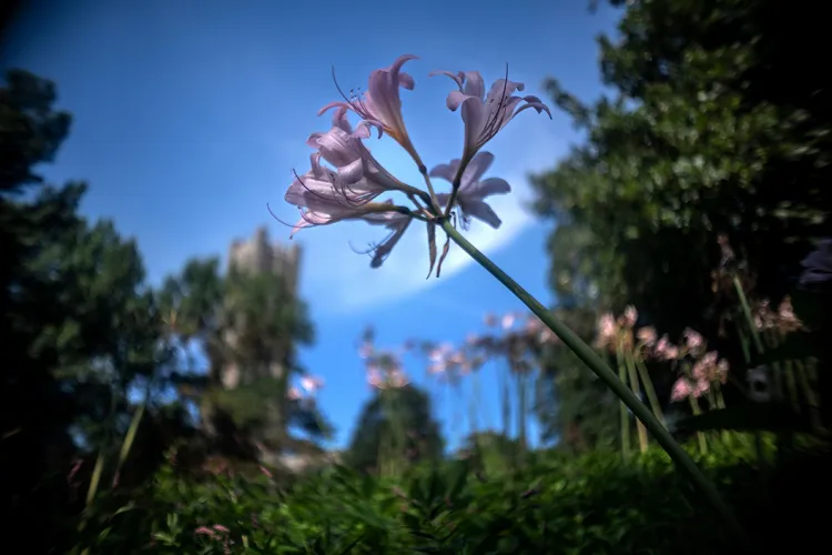 Purple flower in foreground with Clothier Belltower in background