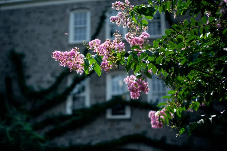 Purple flower in front of rear of Parrish Hall building