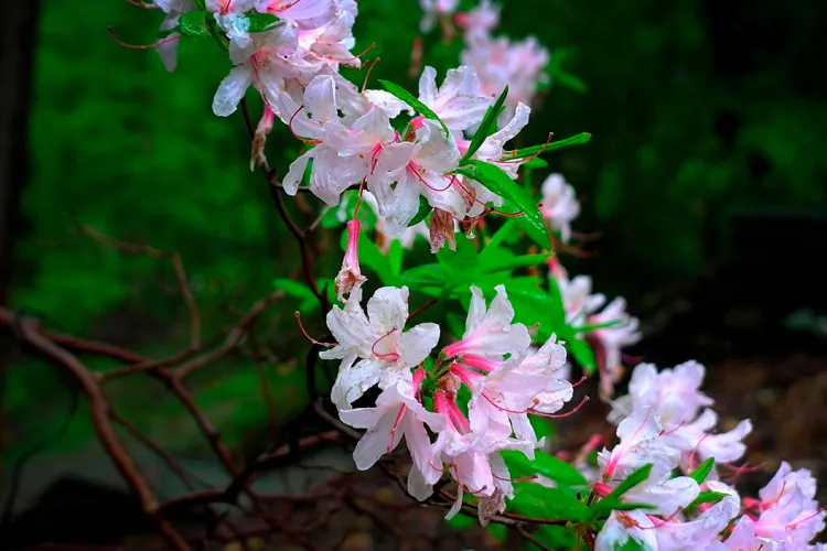 Pink and white flowers bloom on branch