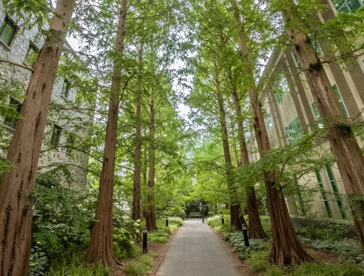 Towering redwoods line pathway