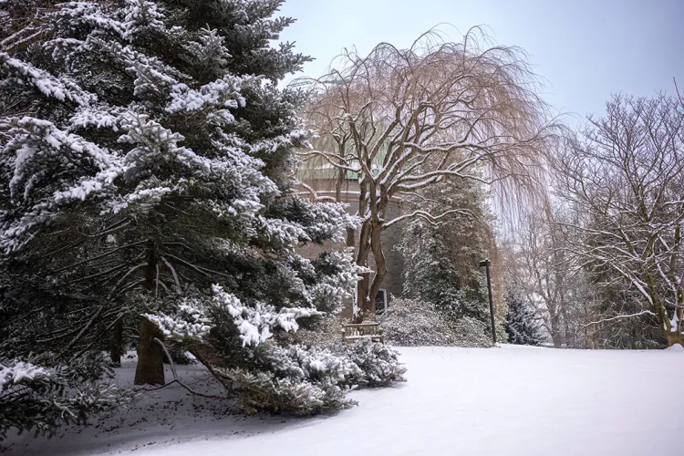 Snowy trees on campus of Swarthmore College