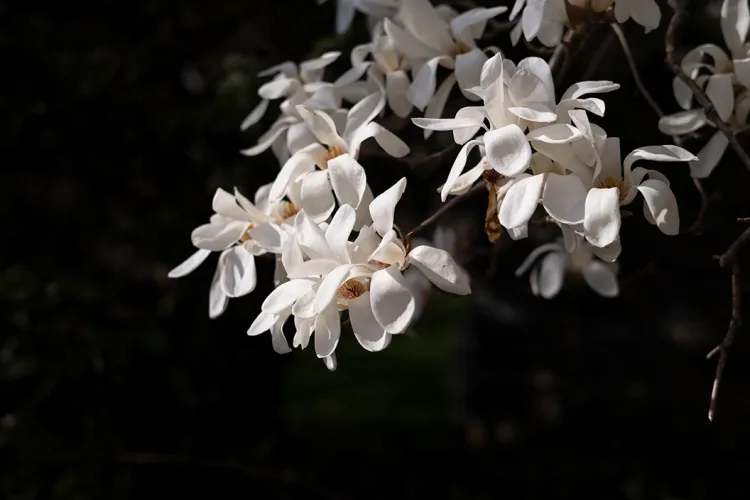 White flowers bloom