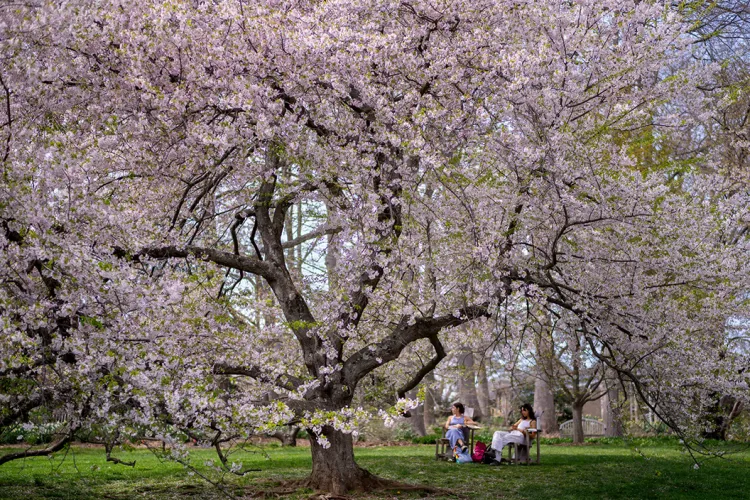 Students sit underneath cherry blossom tree
