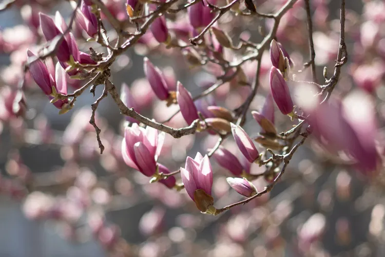 Flowers begin to bloom in spring time at Swarthmore College