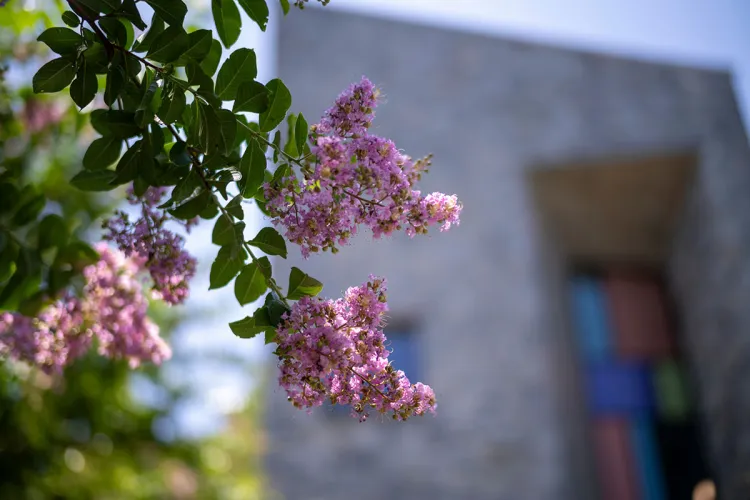 Purple flowers bloom on br
