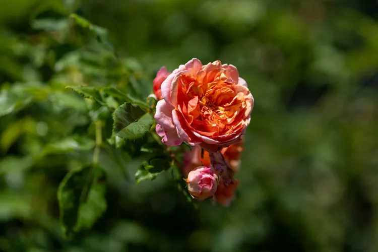 Rose blooms in foreground with greenery