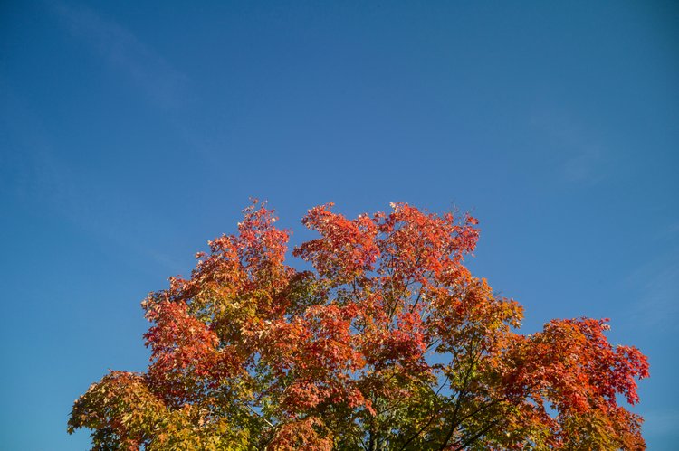 Tree changes colors against blue sky