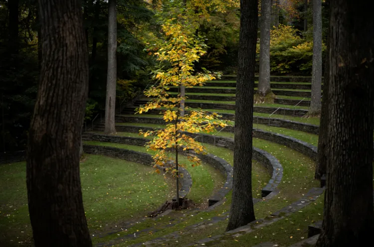 Tree in amphitheater loses leaves