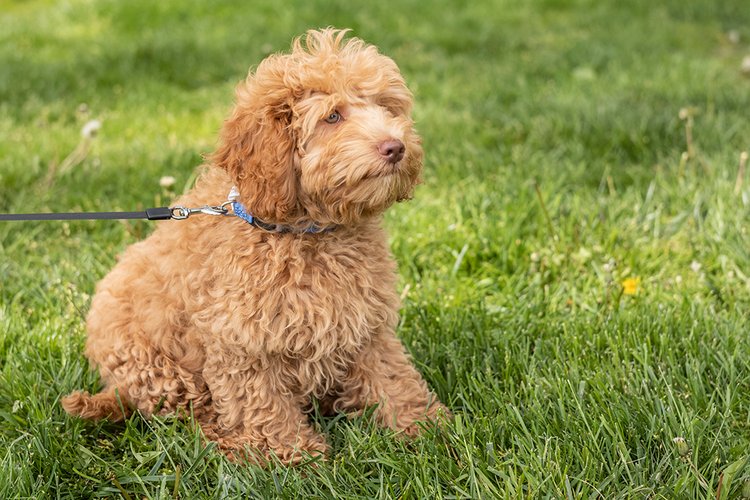 Goldendoodle puppy outdoors
