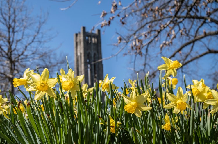Yellow flowers in front of Bell Tower