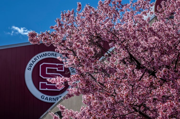 Swarthmore Athletics logo behind pink tree