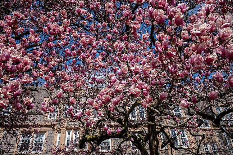 Pink flowers over Wharton Courtyard