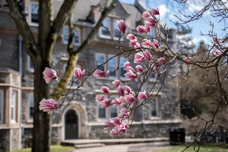 Pink flower blooms near Wharton hall